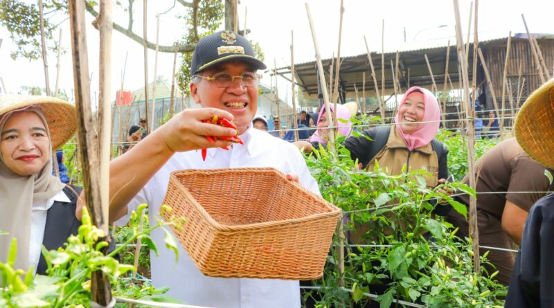 Pj. Wali Kota Cimahi Dicky Saromi Lakukan Panen Cabai