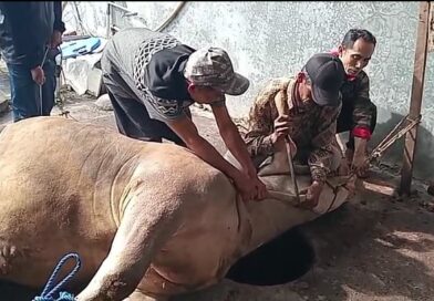 Warga Kp Ciawitali Desa Bayongbong Garut Adakan Penyembelihan Hewan Qurban Limosin.
